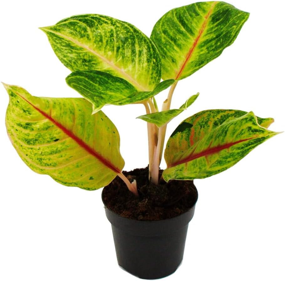 Exotenherz Aglaonema Rose Parakeet - Buntblättriger Kolbenfaden - Ausgefallene Sorten - 12Cm - Ca. 25-30Cm Hoch