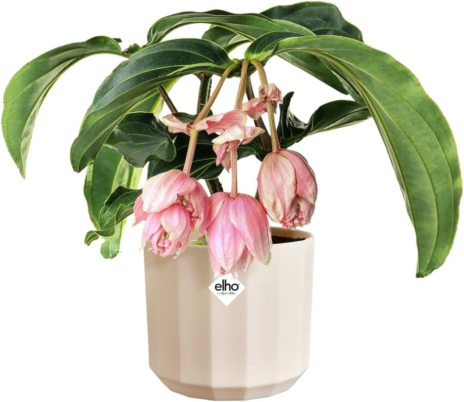 Ghiveci rotund elho Facet 23cm - pentru interior - 100% plastic reciclat - Ø 22,7 x H 20,4 cm - Roz/Roz migdală