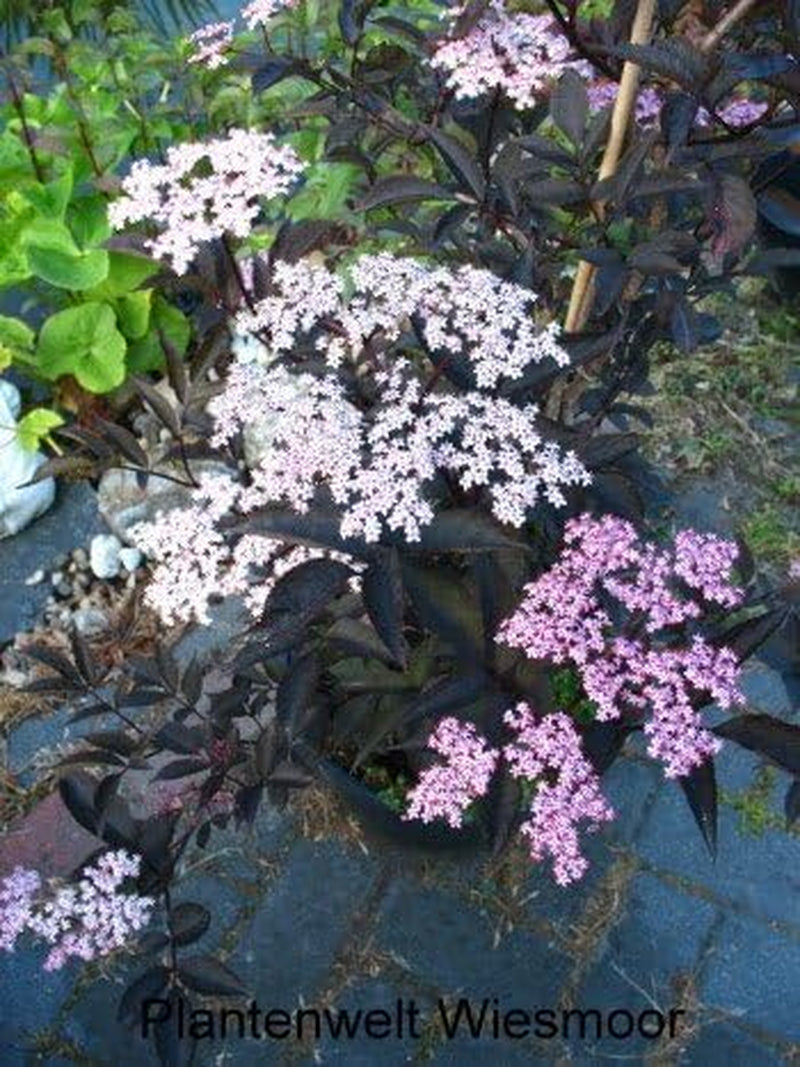 Schwarzlaubiger Holunder Sambucus Nigra Black Lace 80-100 Cm Hoch Solitär Im 12 Liter Pflanzcontainer