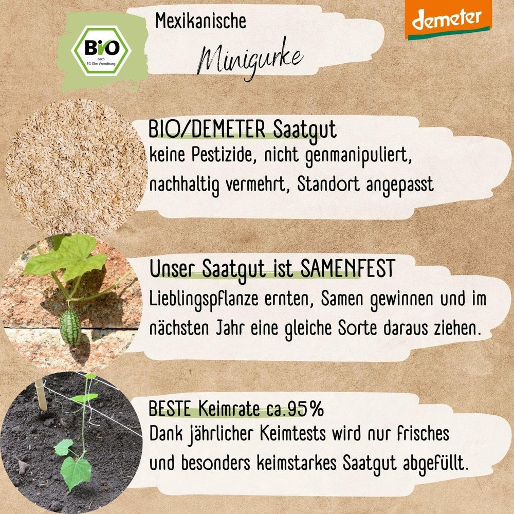 Semințe de castraveți mini mexicani organici, 10 semințe de castraveți gustare, rată mare de germinare, certificate Demeter și polenizate deschis | Semințe de legume de la LOVEPLANTS, pentru balcon, grădină, strat înălțat – Soiuri de legume Heirloom