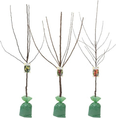 Obstbäume XXL 3Er Set (Apfel Jonagold, Birnenkonferenz Und Süßkirsche Kordia)