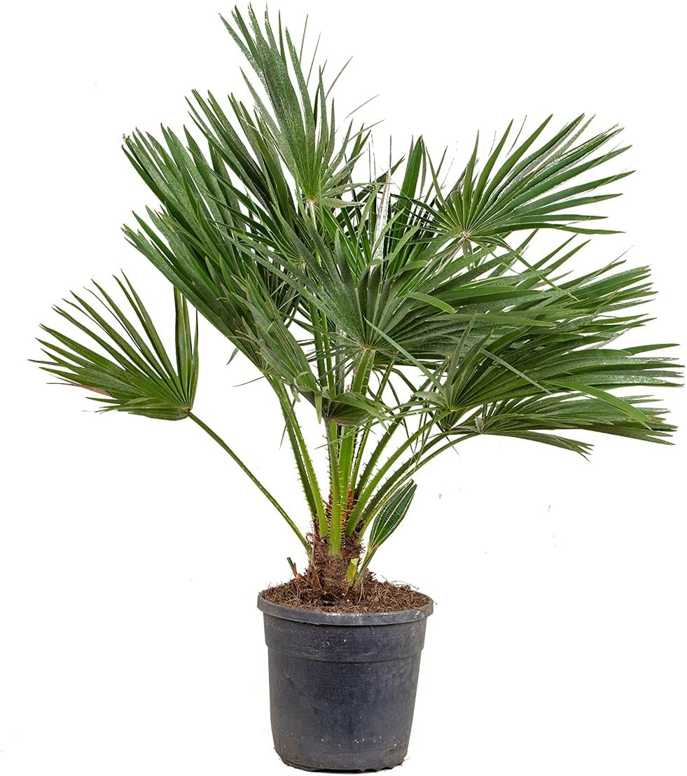 Bloomique - 2Er Set - Chamaerops Humilis - Europäische Zwergpalme - Palmen Winterhart Draußen - Höhe 50-60 Cm - Topf 15 Cm