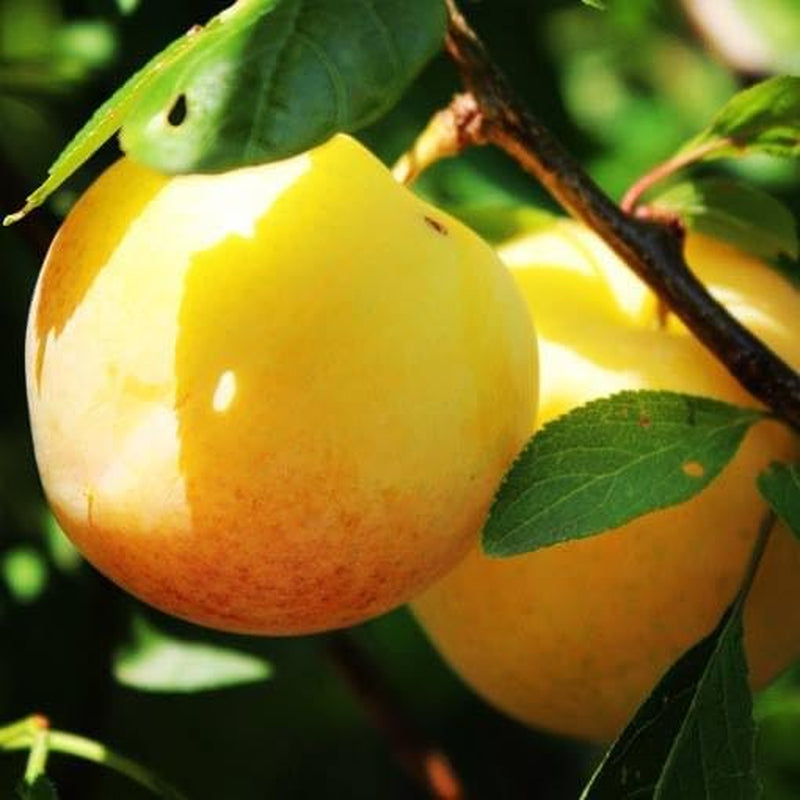 Regina Pflaumen Claudia Gialla - Obstpflanze Alte Frucht Auf Blumentopf 20 - Baum Max 170 Cm – 2 Jahre Anbau Italien