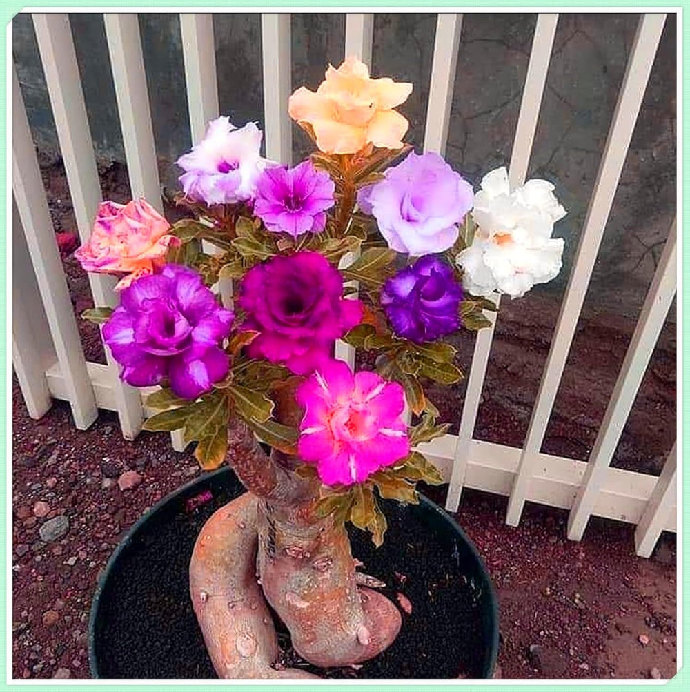 Amestec de bulbi de flori, Bec magic misterios, Plantare rezistentă, Bulb de flori perene rezistent la iarnă, Bulbi rezistenți - 3 bulbi de orhidee