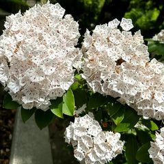 Berglorbeersamen - Balkon Winterhart Deko Steingarten Balkon 75Pcs
