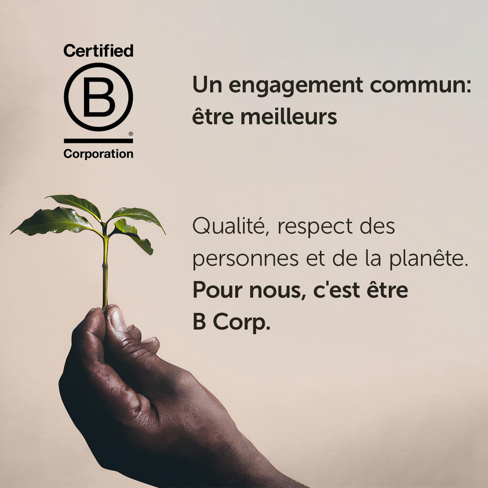 Boabe de cafea Illy, selecție de boabe de cafea Arabica, Guatemala, pachet de 6 (6 X 250 G) Cafea Naty Shop