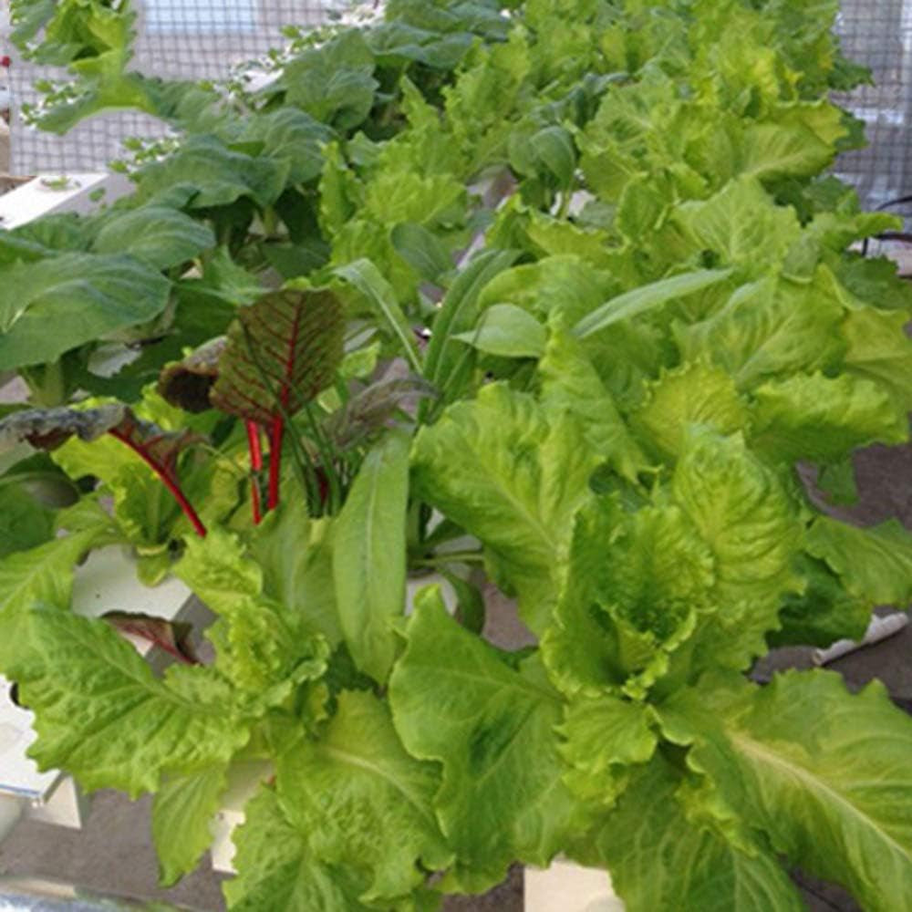 Kit de creștere hidroponică cu 1 strat cu 54 de locuri de plantare, sisteme de creștere a plantelor fără sol din PVC cu pompă de apă, kituri de creștere hidroponică pentru cultivarea legumelor și fructelor pe balcoane, grădini, terase și curți