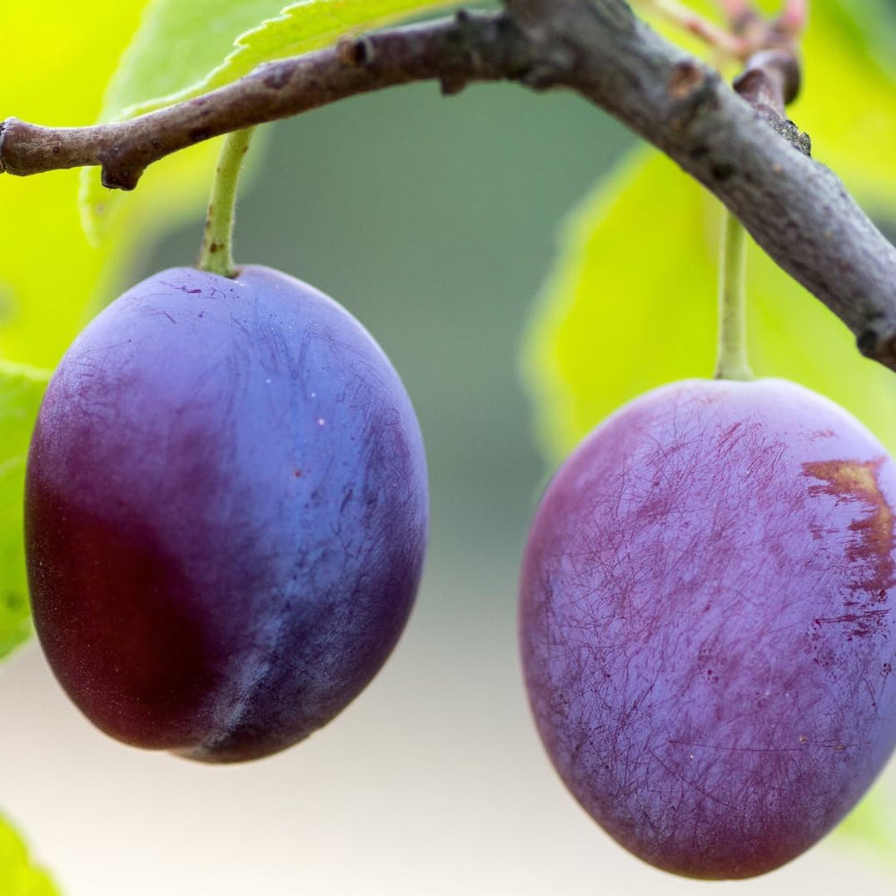 Oberschenkel Pflaumen Von Monaca Von Velletri - Obstpflanze Alte Frucht Auf Blumentopf 20 - Baum Max 170 Cm – 2 Jahre Anbau Italien