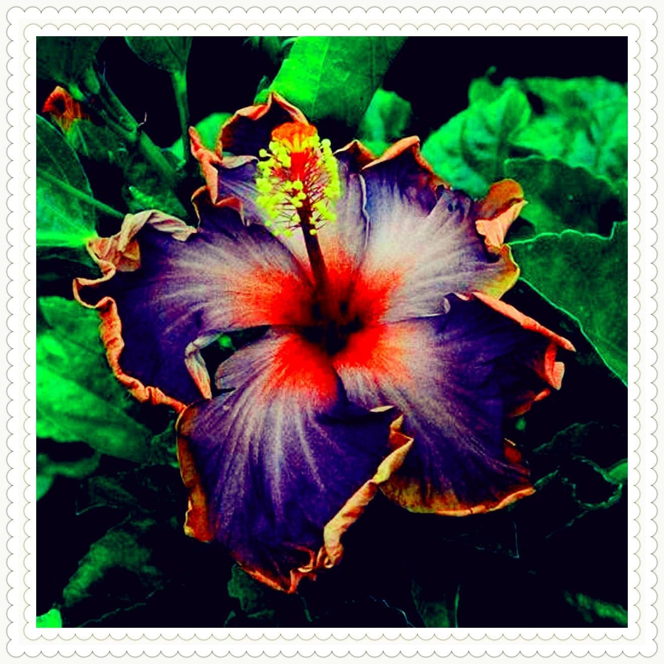 Amestec de bulbi de flori, Bec magic misterios, Plantare rezistentă, Bulb de flori perene rezistent la iarnă, Bulbi rezistenți - 3 bulbi de orhidee