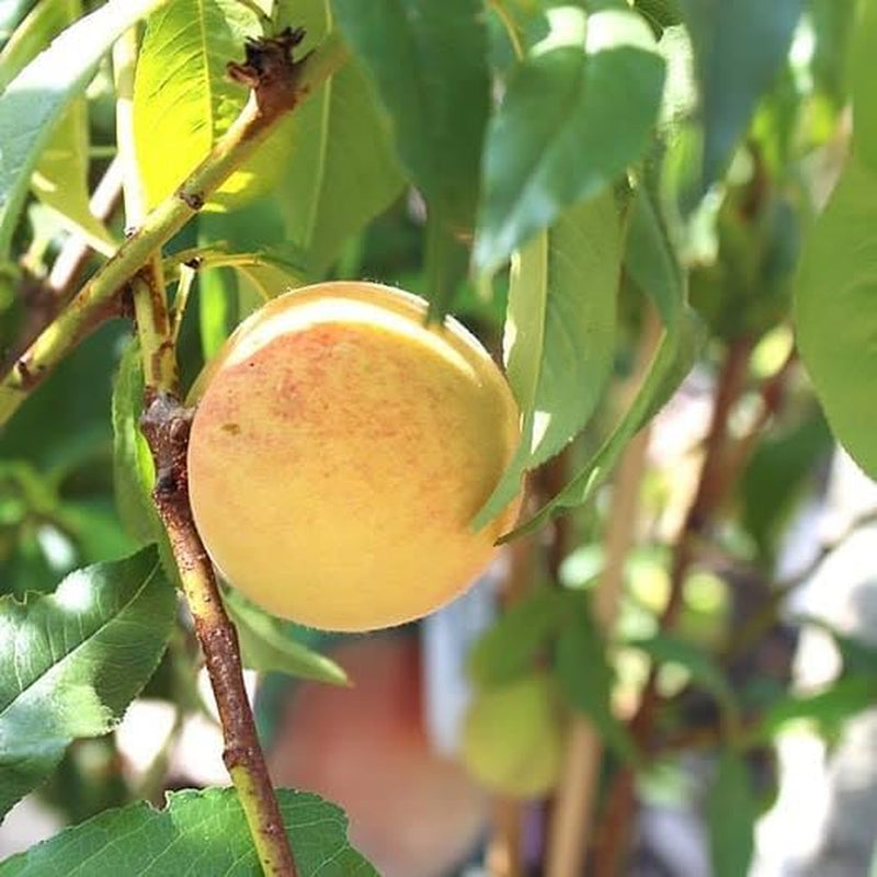 Pfirsiche Nektarinen Mit Gelbem Fruchtfleisch Indipendence - Obstpflanze Alte Frucht Auf Blumentopf 26 Baum Max 200 Cm – 4 Jahre Anbau Italien