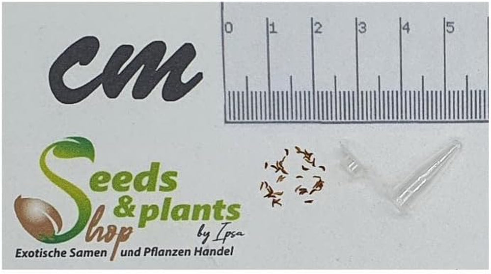 Stk - 30X Kunzea Baxteri Strauch Garten Pflanzen - Samen ID1399 -