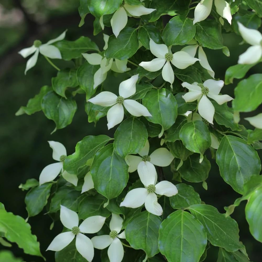 Cornus Kousa, Balkonpflanzen Hartriegel, Garten Blumensamen Mehrjährig Winterhart Blühende Sträucher Winterhart Seltene 120Samen