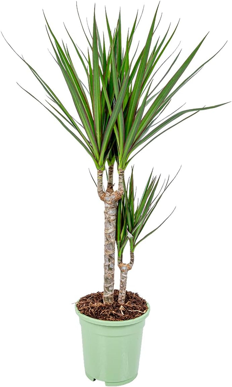 Bloomique - Dracaena Marginata - Drachenbaum - Zimmerpflanzen Groß - Pflegeleicht - Luftreinigend - Höhe 90-110 Cm - Topf 21 Cm