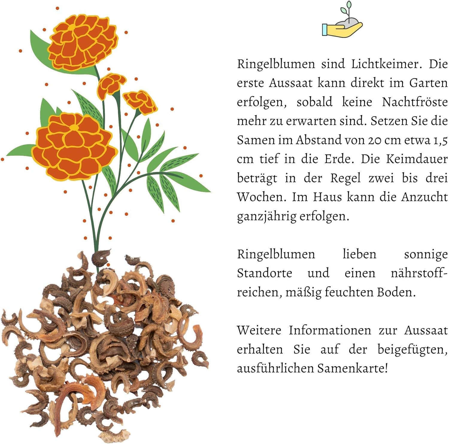 Semințe de gălbenele (Calendula officinalis) - Plantă medicinală versatilă cu flori comestibile și ideală pentru o pajiște cu flori colorate (Abendrot)