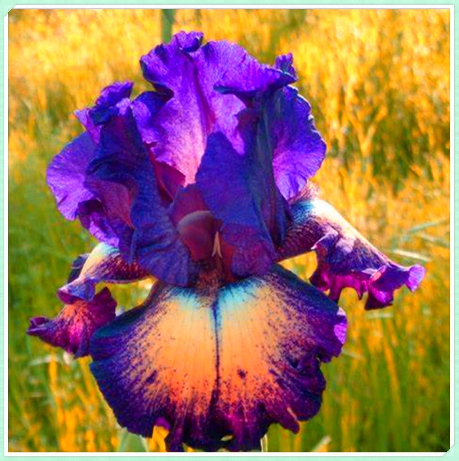 Amestec de bulbi de flori, Bec magic misterios, Plantare rezistentă, Bulb de flori perene rezistent la iarnă, Bulbi rezistenți - 3 bulbi de orhidee