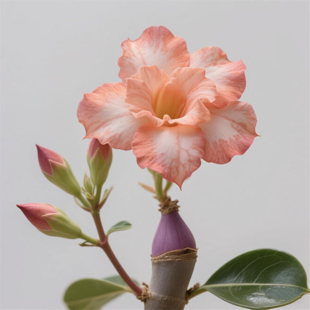 Winterhart pflanzen, Lebende Pflanzen,Mehrjährige Blumenzwiebel ist winterhart, Mysteriöse magische Glühbirne, Blumenzwiebel Mix，3 years-1 Wüstenrose knollen -G