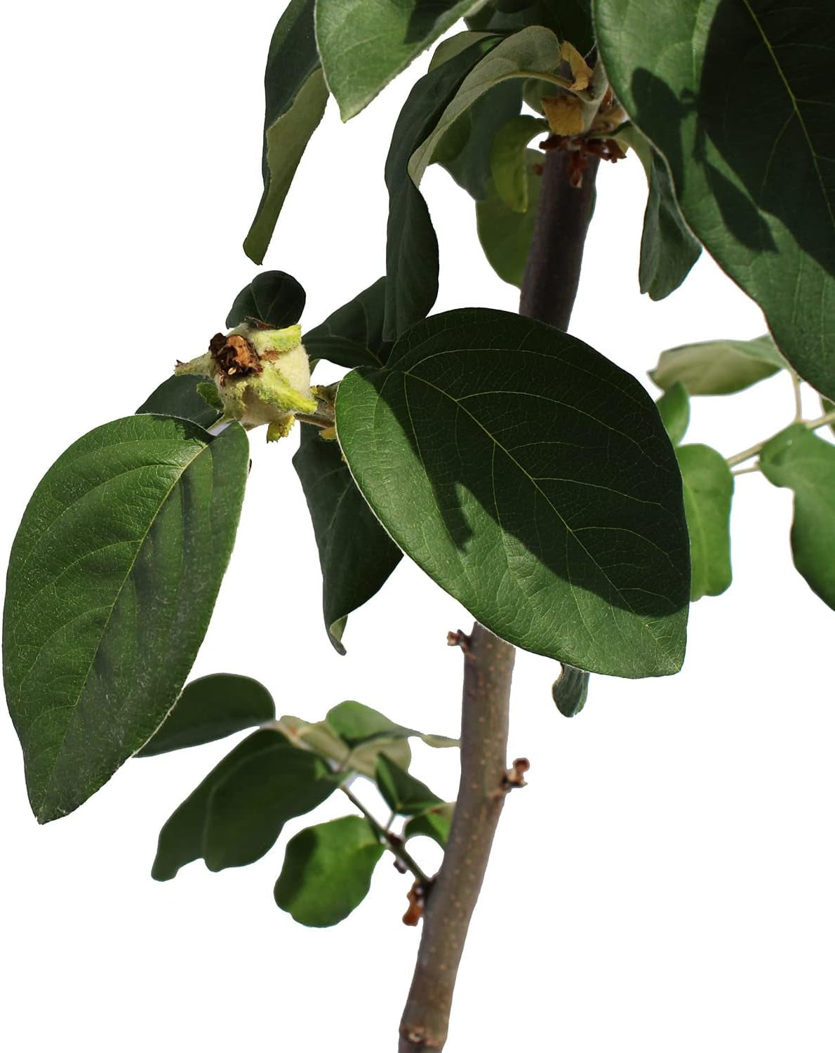 KENTIS – Quittenbaum – Quitten Pflanzen – Echte Outdoor Pflanzen – Garten Obstbaum – Obstpflanzen – Topf Ø 28 Cm