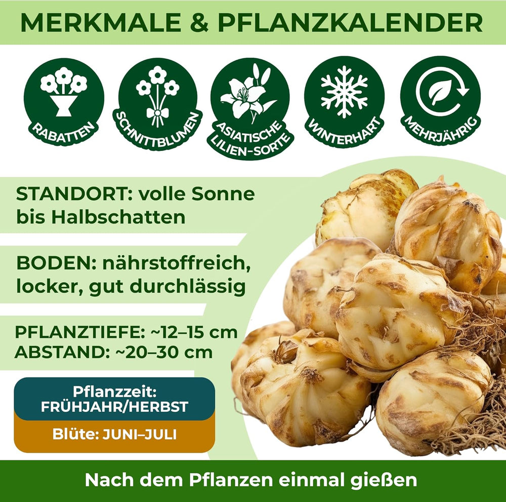 Bulbi de crini pereni rezistenți - Mix de lotus oriental - 10 bulbi - Bulbi de flori exclusivi din Olanda - Pentru grădină și ghiveci (Bulbi mari, fără semințe, nu artificiali)