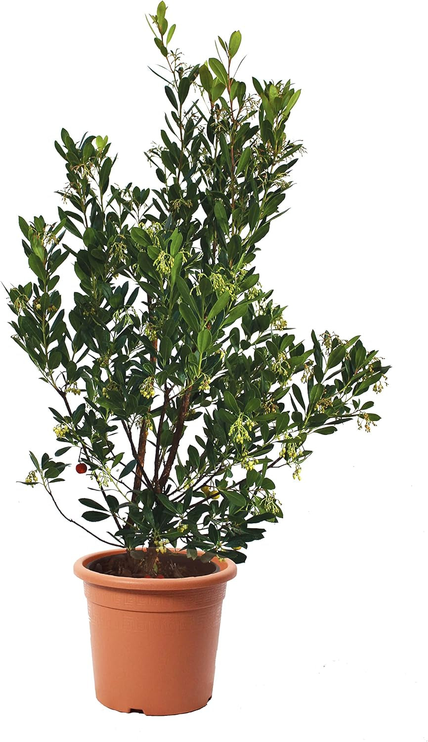 KENTIS - Căpșun (Arbutus unedo) – Plante rezistente pentru grădină – Veșnic verde, plantă adevărată – Înălțime 80-100 cm, ghiveci Ø 24 cm