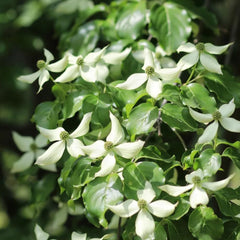 Hartriegelsamen, Cornus Kousa, Sträucher Winterhart Für Draußen Winterhart Wildblumensamen 100Pcs
