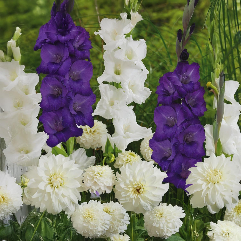 Blumenzwiebeln | Zwiebeln von den besten niederländischen Produzenten | Auswahl und Qualitätskontrolle | Blühgarantie. (15 Crocosmia Mischung)