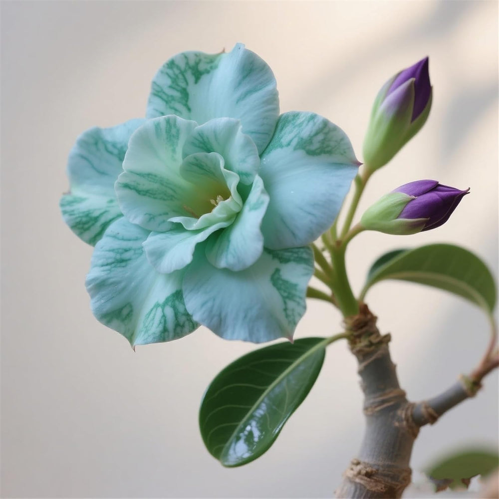 Winterhart pflanzen, Lebende Pflanzen,Mehrjährige Blumenzwiebel ist winterhart, Mysteriöse magische Glühbirne, Blumenzwiebel Mix，3 years-1 Wüstenrose knollen -G