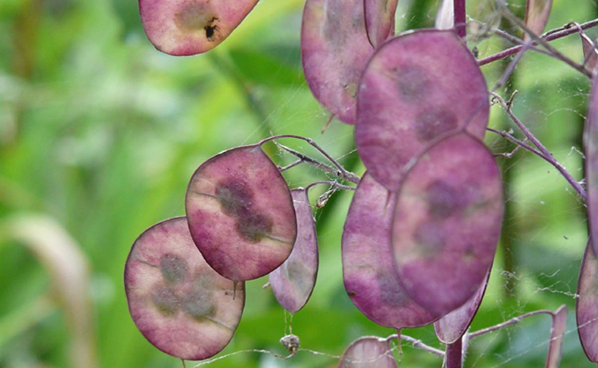 25 de semințe pentru Papes – plantă cu flori din grădina antică – semințe reproductibile pentru fermieri, semi-sălbatice