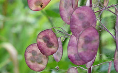 25 de semințe pentru Papes – plantă cu flori din grădina antică – semințe reproductibile pentru fermieri, semi-sălbatice