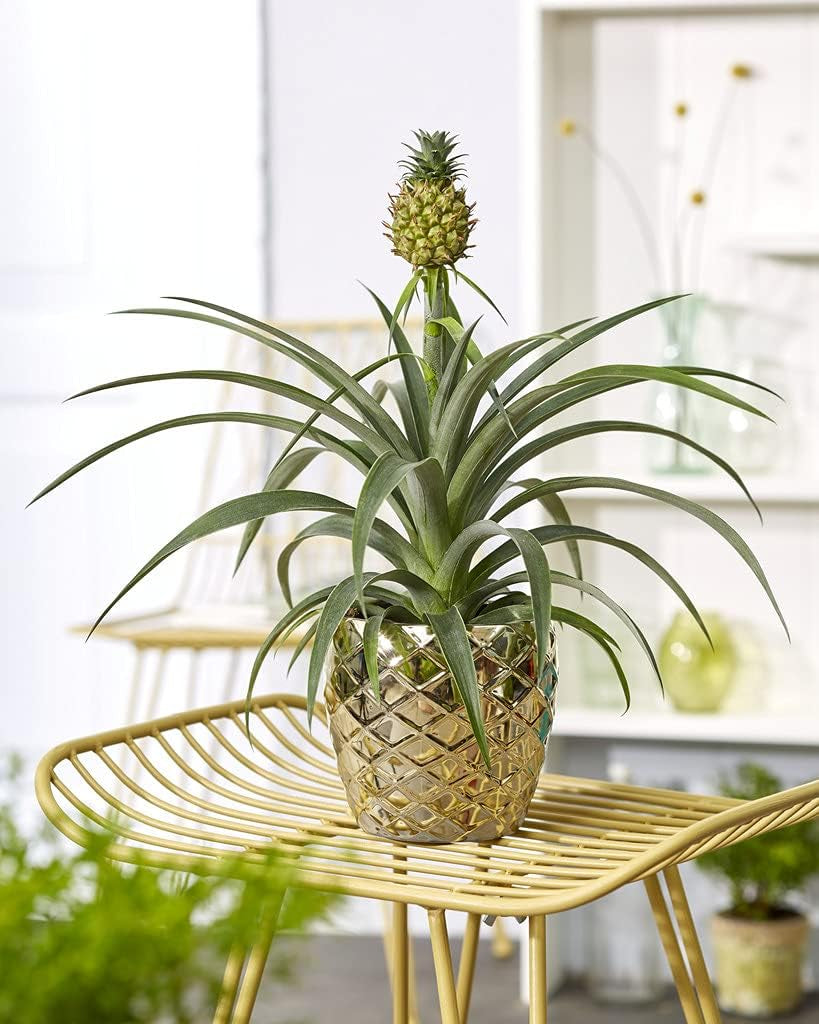 Bloomique - 2Er Set - Ananas Comosus - Ananas Pflanze - Bromelien - Zimmerpflanzen - Luftreinigend - Höhe 30-40 Cm - Topf 12 Cm