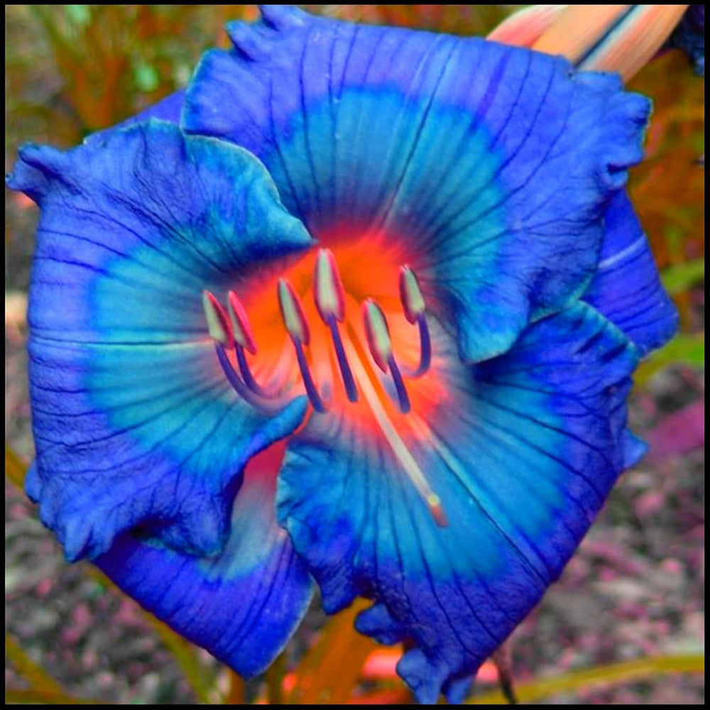 Amestec de bulbi de flori, Bec magic misterios, Plantare rezistentă, Bulb de flori perene rezistent la iarnă, Bulbi rezistenți - 3 bulbi de orhidee