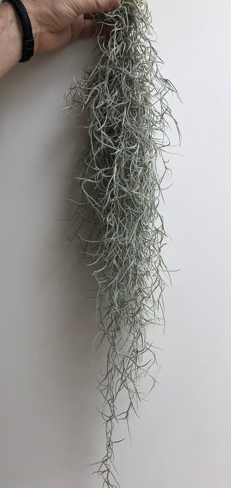 Set Aus DREI Gläsernen Quallen-Luftpflanzen Grün Tillandsia Epoxy Luftpflanzen.