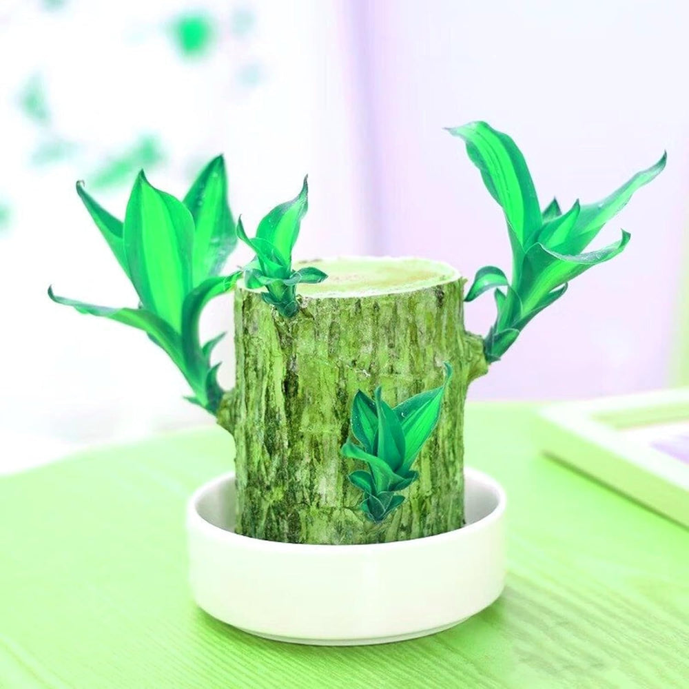 Amestec de bulbi de flori, Bec magic misterios, Plantare rezistentă, Bulb de flori perene rezistent la iarnă, Bulbi rezistenți - 3 bulbi de orhidee