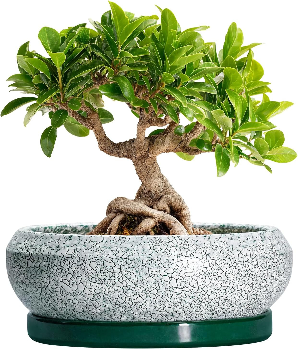 Ghiveci ceramic pentru bonsai, glazurat, puțin adânc, pentru plante suculente, cu orificiu de drenaj și farfurie din bambus pentru plante de apartament, 20,3 cm, maro