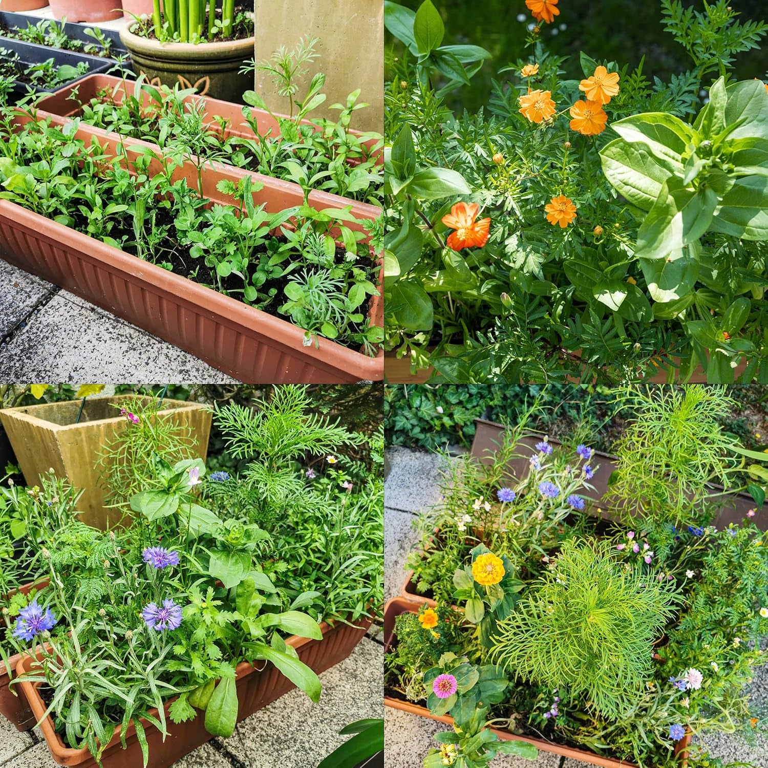 Amestec colorat de flori de balcon - 2 covorașe premium pentru semințe de flori de balcon, ușor de cultivat, flori de vară și semințe de flori sălbatice de la OwnGrown, semințe anuale prietenoase cu insectele