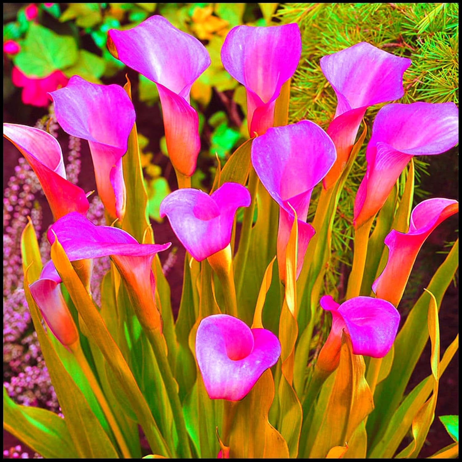 Amestec de bulbi de flori, Bec magic misterios, Plantare rezistentă, Bulb de flori perene rezistent la iarnă, Bulbi rezistenți - 3 bulbi de orhidee