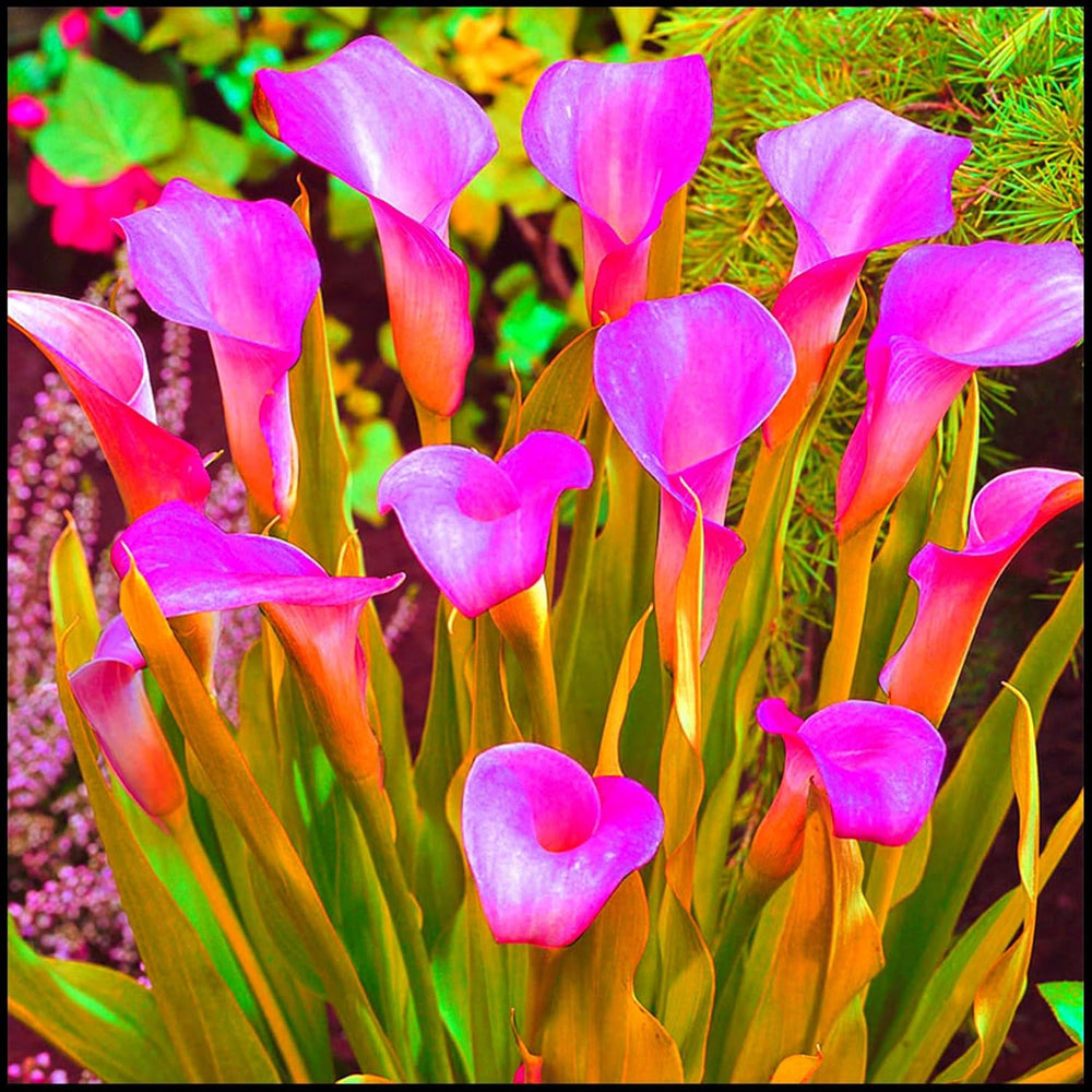 Amestec de bulbi de flori, Bec magic misterios, Plantare rezistentă, Bulb de flori perene rezistent la iarnă, Bulbi rezistenți - 3 bulbi de orhidee