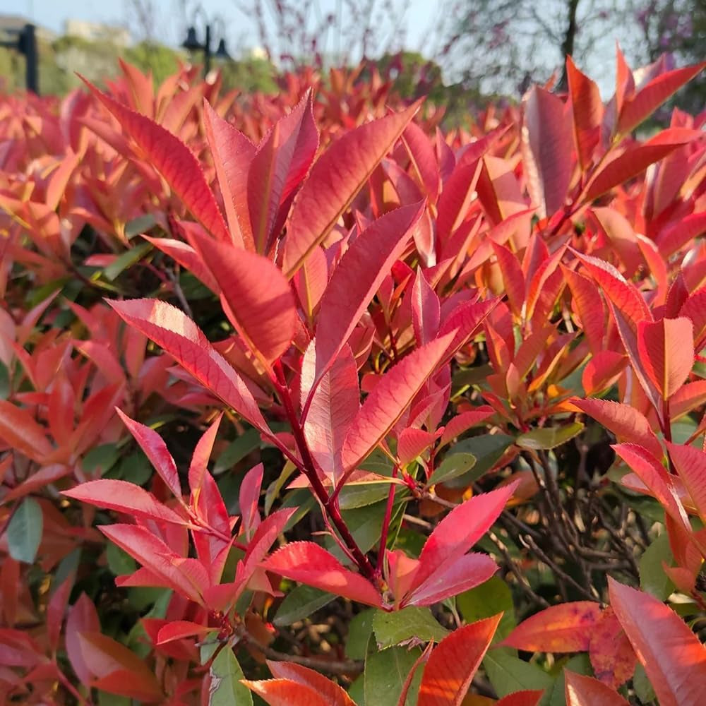 Glanzmispel Red Robin - Exotische Sträucher Winterhart Mehrjährig Geschenke Für Gärtner Seltene Heckenpflanzen Garten 100Samen