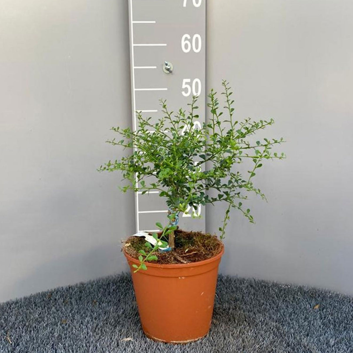SAVINI VIVAI Zitronenpflanze, Gelber Kaviar, Zitrusbaum, Fingerlimette, Zitronensetzling Im Topf, 20 Cm, Höhe 50–70 Cm, 2 Jahre Veredelung, Hergestellt in Italien