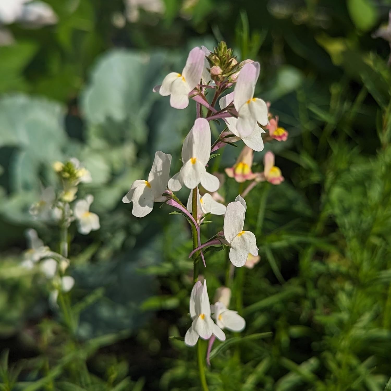 Lină marocană (Linaria maroccana) aprox. 2000 de semințe ale florii anuale de vară, floare tăiată cu înflorire îndelungată
