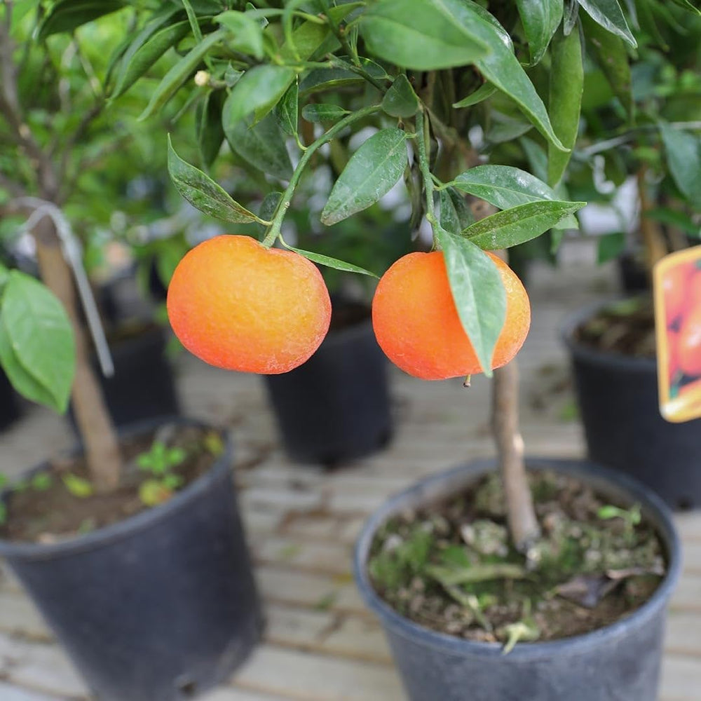 Zitrusorange – Washington Nabel Obstbäume Höhe: 60~80 Cm Vase: Durchmesser 22 Cm