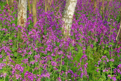 25 de semințe pentru Papes – plantă cu flori din grădina antică – semințe reproductibile pentru fermieri, semi-sălbatice