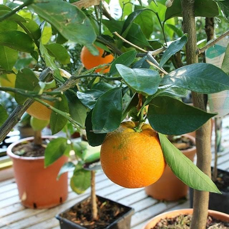 Zitrusorange – Washington Nabel Obstbäume Höhe: 60~80 Cm Vase: Durchmesser 22 Cm