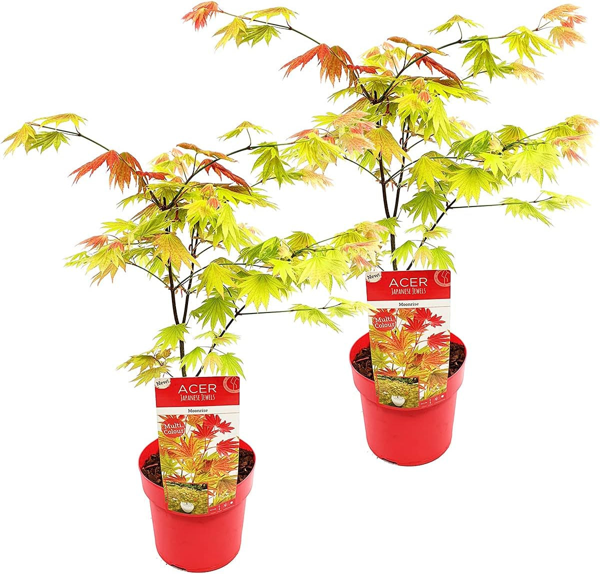 Bloomique - Acer Shirasawanum Moonrise - Japanischer Ahorn - Gartenpflanzen - Winterhart - 50-70 Cm Hoch - Topf 19 Cm