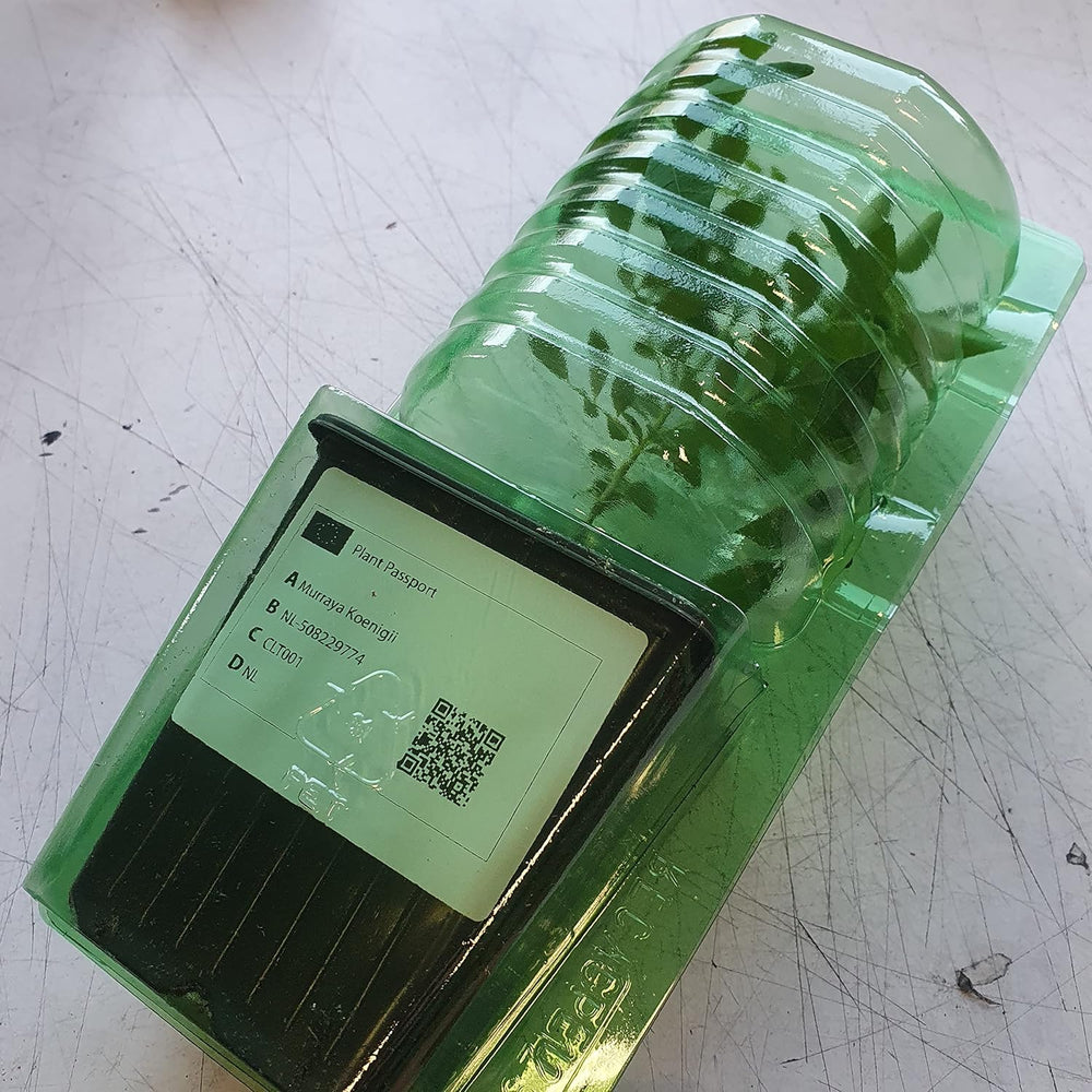 1 Curryblatt Baum | Murraya Koenigii | Aus Samen gezogen | Selten in der EU | Indische & Sri Lankische Zimmerpflanze | 10-15cm Höhe in 7cm Topf | Curry Pflanze | Bergera Koenigii