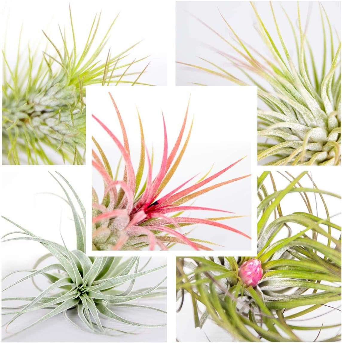 Bloomique - 5Er Mix - Tillandsia - Tillandsien - Luftpflanzen Echt - Sehr Pflegeleicht - Höhe 5-15 Cm