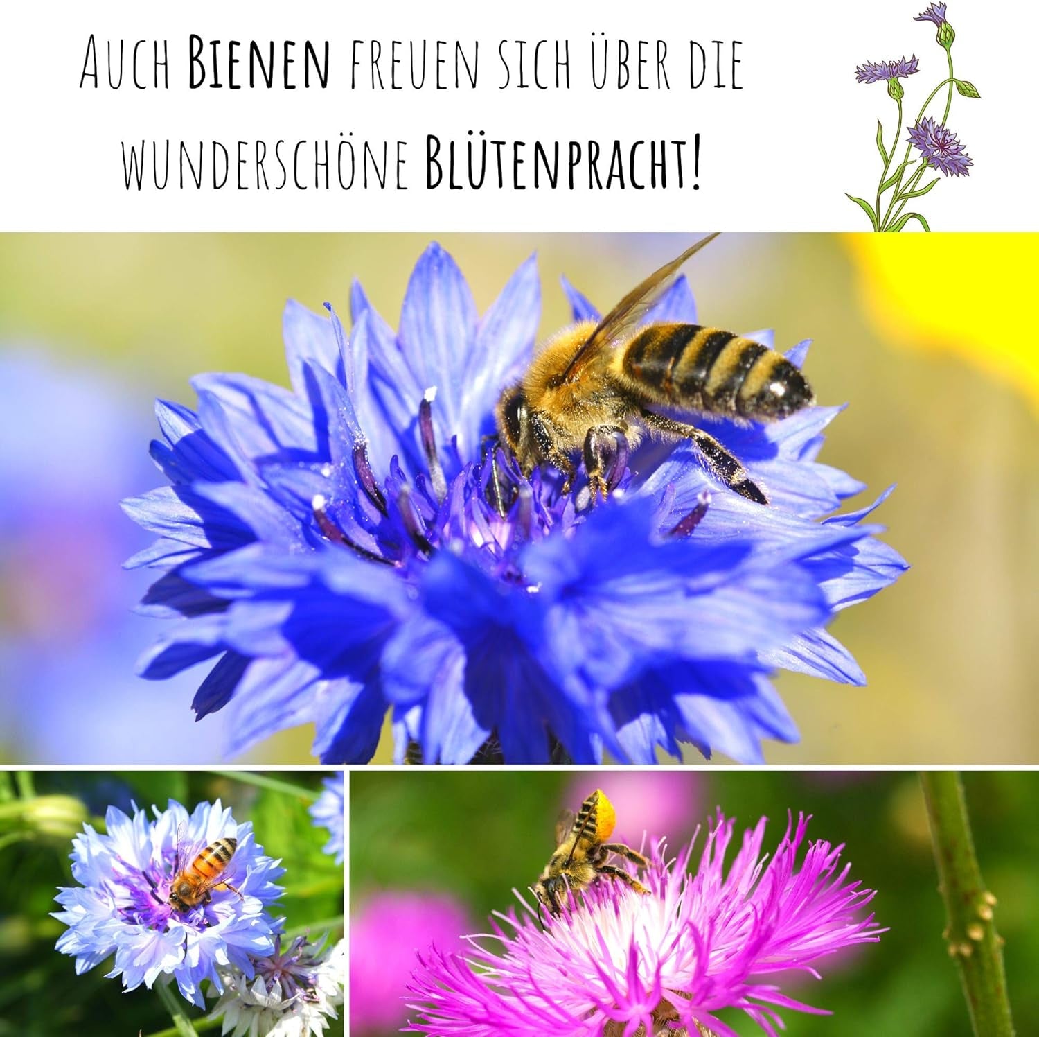 Semințe de albăstrele (Centaurea cyanus) - Flori frumoase și vibrante, cu o perioadă lungă de înflorire, pentru o pajiște cu flori colorate (Mix, 1000 de semințe, 80 cm)