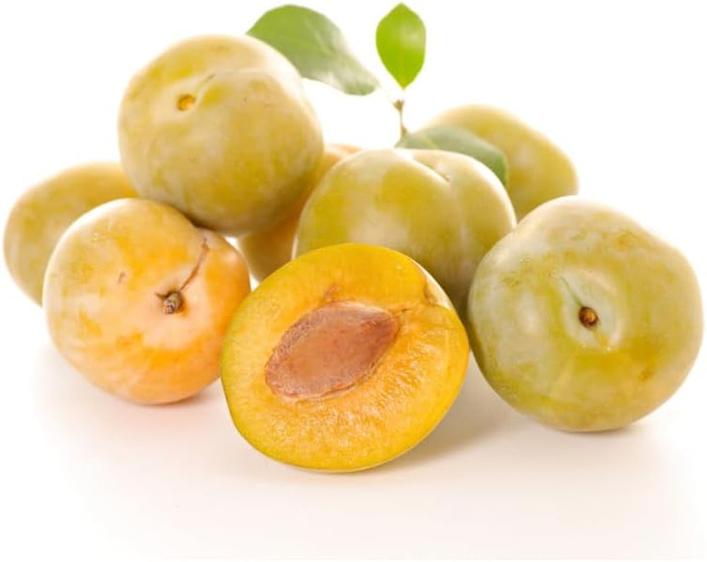 Regina Pflaumen Claudia Gialla - Obstpflanze Alte Frucht Auf Blumentopf 20 - Baum Max 170 Cm – 2 Jahre Anbau Italien