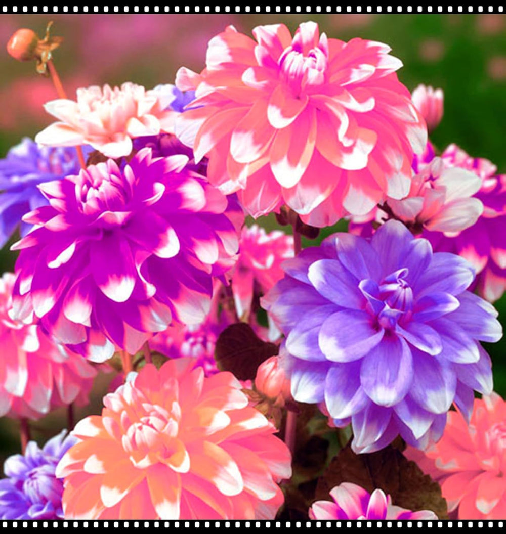 Amestec de bulbi de flori, Bec magic misterios, Plantare rezistentă, Bulb de flori perene rezistent la iarnă, Bulbi rezistenți - 3 bulbi de orhidee