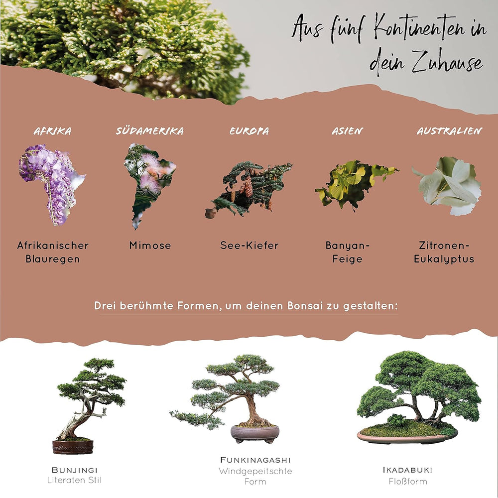 10 Semințe de Bonsai de pe 5 Continente | Semințe de Arbori Exotici pentru Bonsaiul Tău Unic | Kit de Începători și Pasionați de Plante | Setul Nostru de Bonsai ca Idee de Cadou Specială