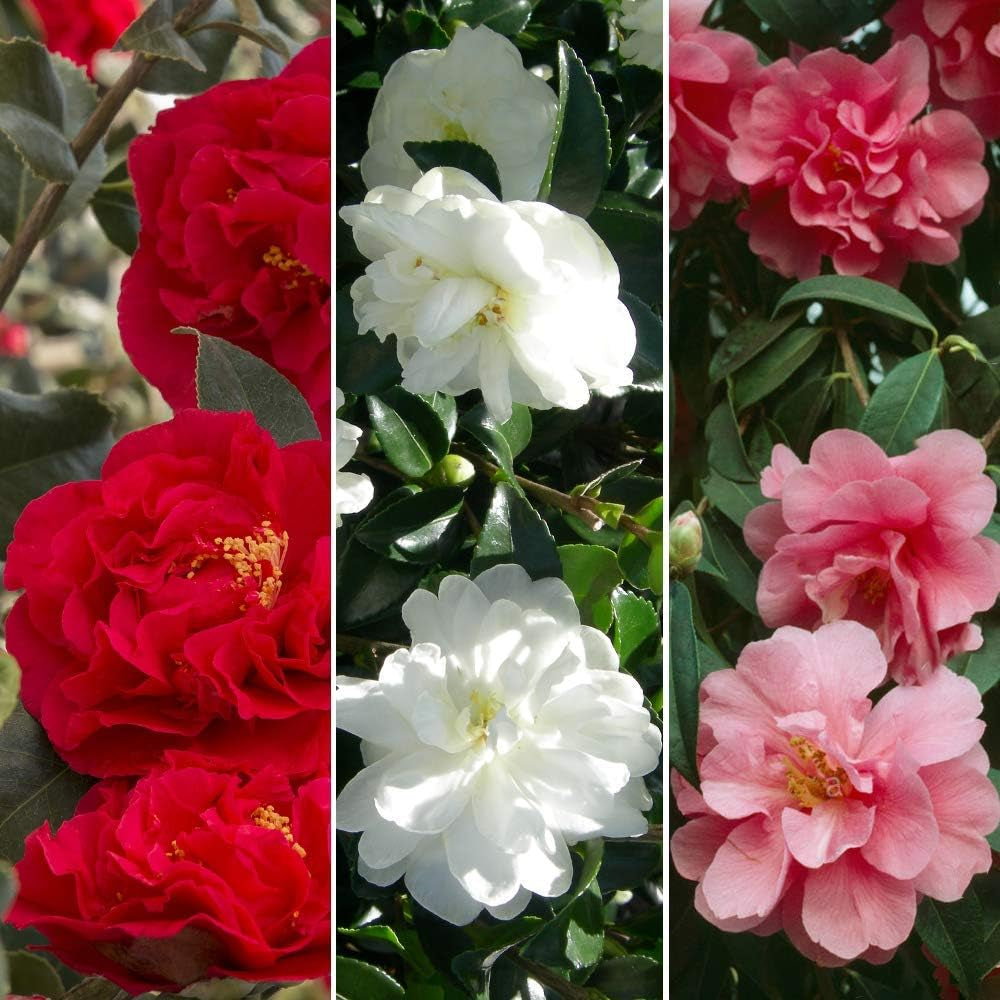 Set de 3 plante Camellia Gardeners Dream (roșu, alb și roz) - Arbuști cu flori veșnic verzi, rezistenți - Plante rezistente pentru grădină - Plante rezistente pentru balcon - Plante rezistente pentru ghiveci